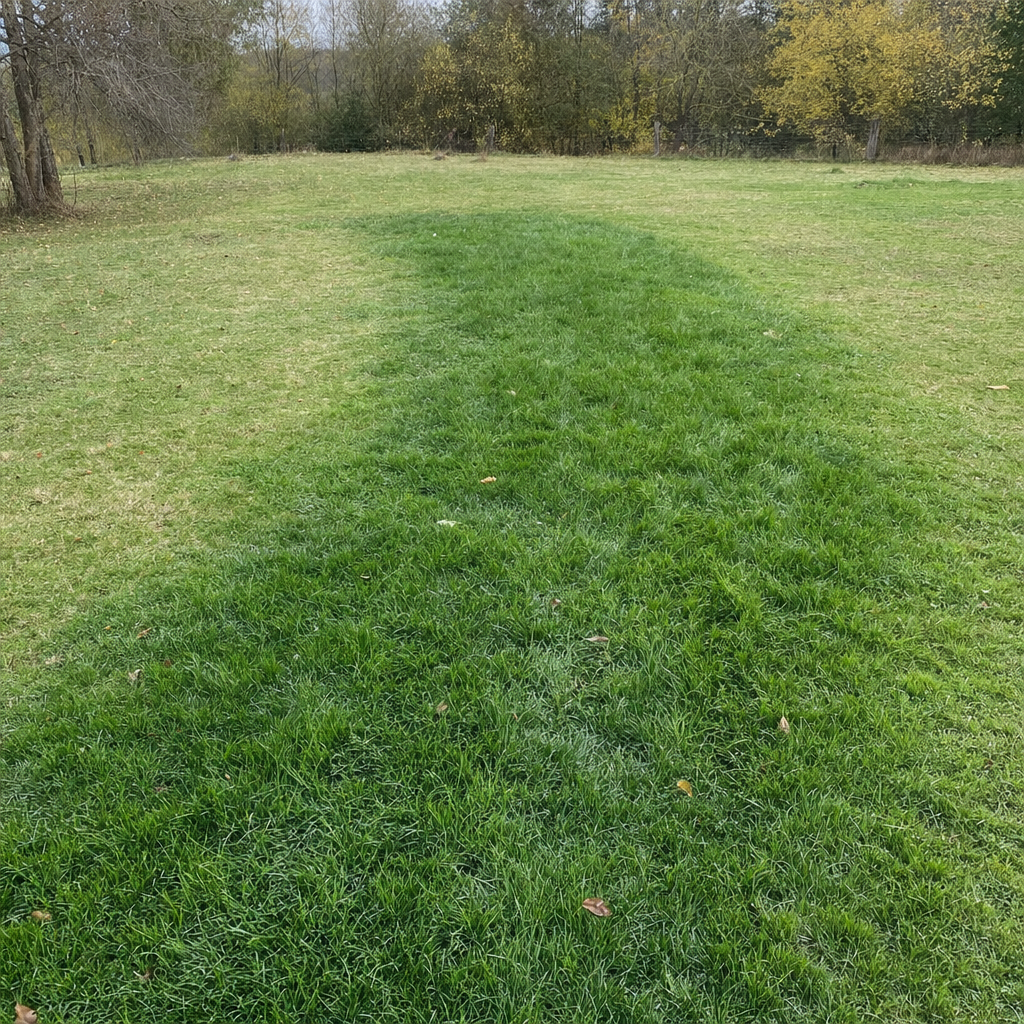 A soggy, unusually green patch of lawn over the drain field of a San Antonio home, a sign the septic tank needs pumping